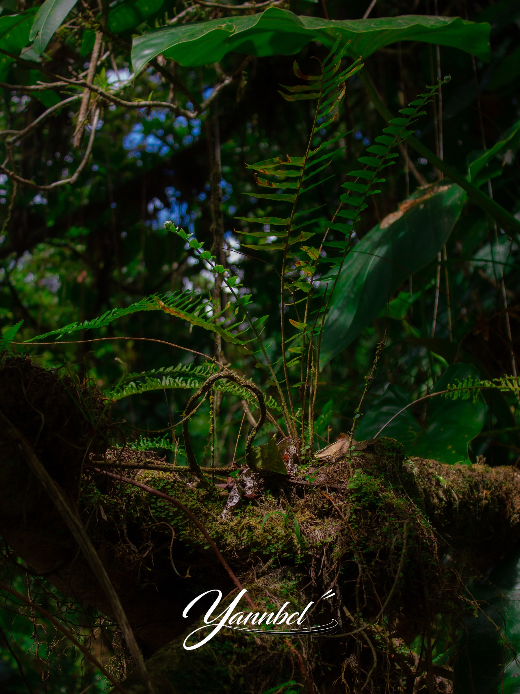 Fougères et végétation tropicale dans la forêt guadeloupéenne