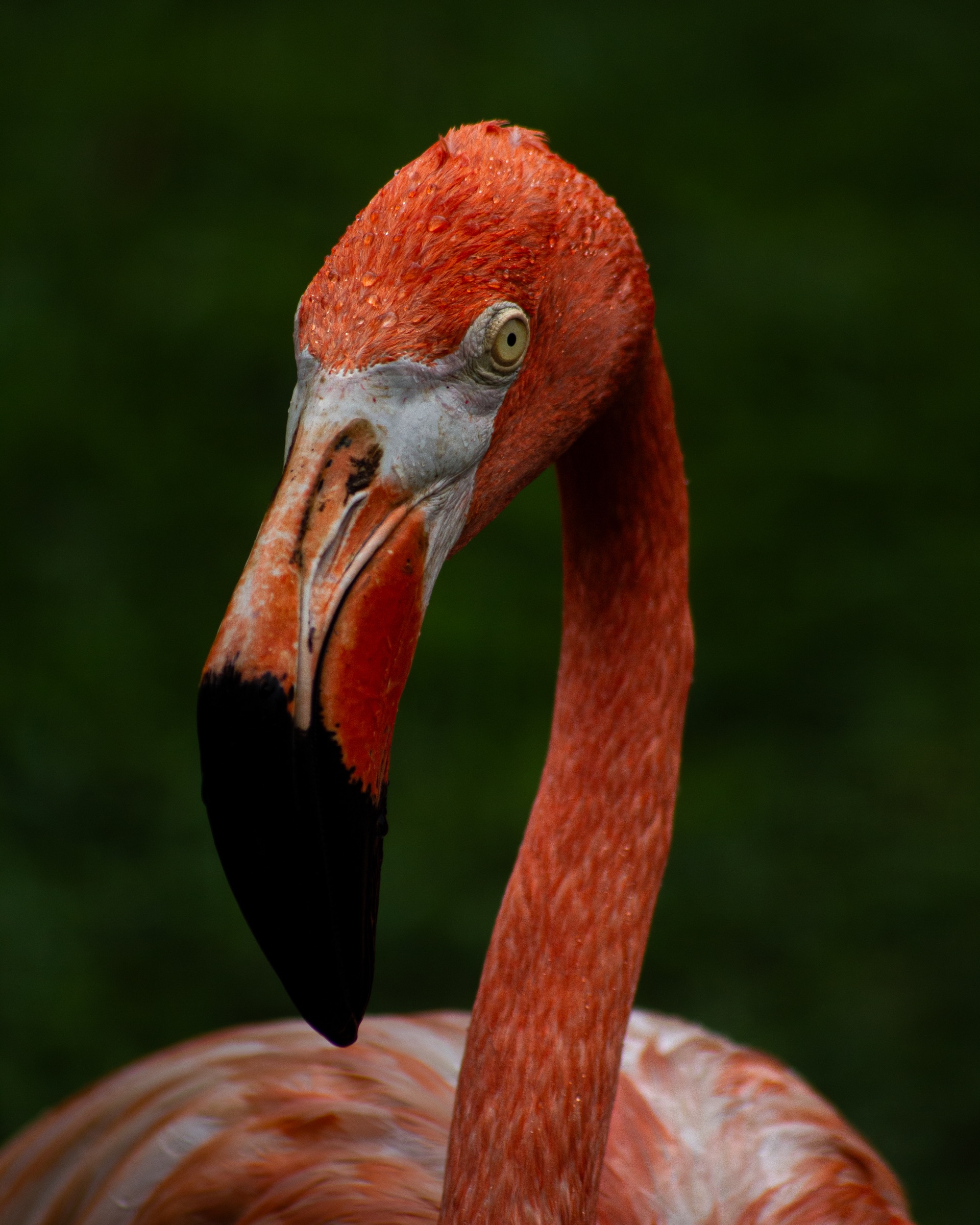 Portrait rapproché d’un flamant des Caraïbes sur fond vert